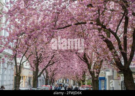 Bonn Alrstadt, Kirscheblüten Banque D'Images