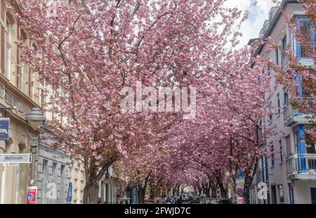 Bonn Alrstadt, Kirscheblüten Banque D'Images
