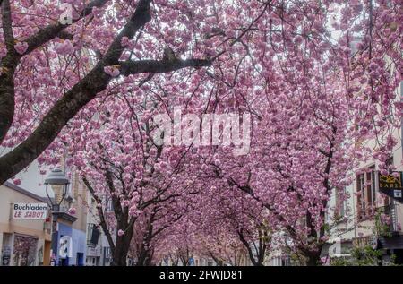 Bonn Alrstadt, Kirscheblüten Banque D'Images