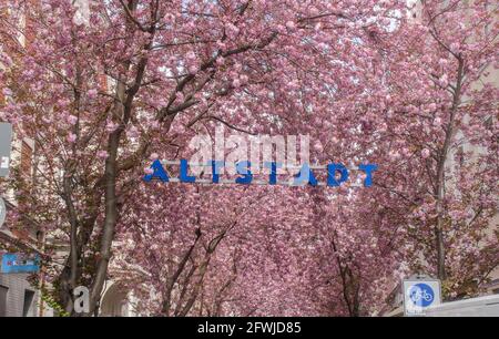 Bonn Alrstadt, Kirscheblüten Banque D'Images