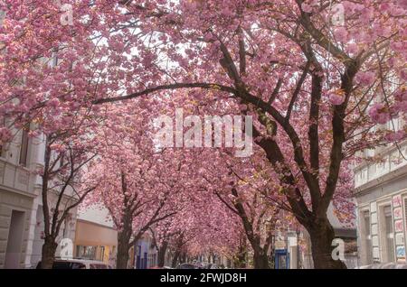 Bonn Alrstadt, Kirscheblüten Banque D'Images