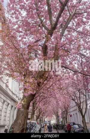 Bonn Alrstadt, Kirscheblüten Banque D'Images