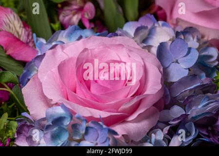 Macro résumé vue artistique d'une belle rose fleur fleurir dans un arrangement floriste avec un arrière-plan bleu hortensias Banque D'Images