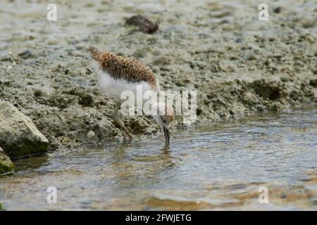 Poussins à pilotis à pied pour la chasse aux vers dans les roches côtières et flux Banque D'Images