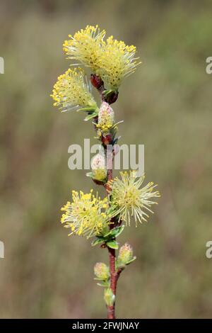 Saule rampant Salix repens ssp. Argentea - Catkins Banque D'Images