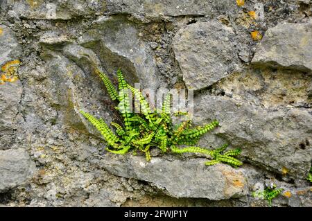 La plante de Maidenhair Spleenwort' Asplenium trichomanes poussant dans le mortier d'un mur de pierre au château de Carew, dans le Pembrokeshire, au sud du pays de Galles. Banque D'Images