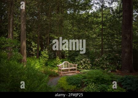 Un banc de teck est mis en lumière par le soleil, qui se trouve le long d'un chemin de gravier au milieu des bois, entouré de feuillage vert. Banque D'Images