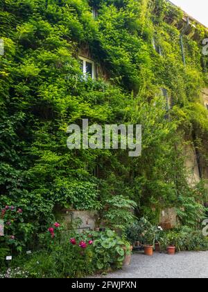 Façade d'une maison entourée de verdure, de lierre et de vignes couvrant une maison. Milan, jardin botanique de Brera. Italie. Balcon et fenêtres Banque D'Images