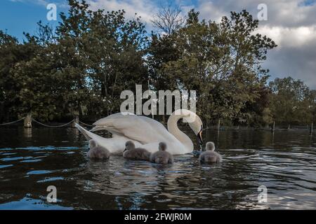 Un cygne muet alimente ses cygnets à Hyde Park, Londres. Banque D'Images