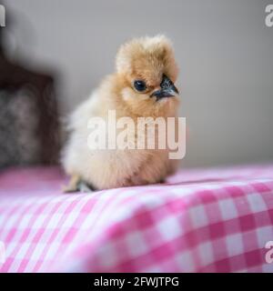 silkie poussin Banque D'Images