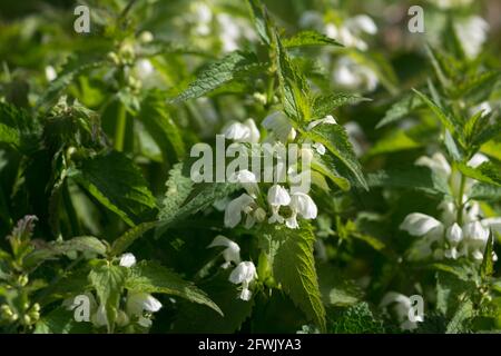 Album Lamium, blanc morts-ortie fleurs dans le pré gros plan sélectif foyer Banque D'Images