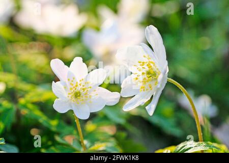 Helleborus niger, communément appelé rose de Noël ou hellebore noir, est une plante vivace à fleurs dans la famille des buttercup, Banque D'Images