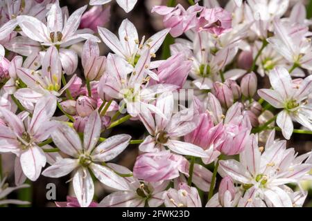 Allium 'Cameleon' plante bulbeuse à fleurs au début de l'été avec une fleur rose blanche d'été communément connue sous le nom d'oignon ornemental, image de photo de stock Banque D'Images