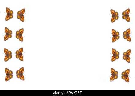 Fond de cadre de bordure de papillon Gatekeeper (Pyronia tithonus) Communément connu sous le nom de Hedge Brown coupé et isolé sur un fond blanc avec espace de copie Banque D'Images