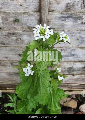 Alliaria petiolata plante d'herbes et d'épices de printemps avec une fleur blanche de printemps qui est communément connue sous le nom de moutarde à l'ail, stock photo ima Banque D'Images