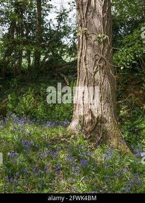 Blue Bells anglais au pied d'un arbre veiny avec ivy grimpez dans une lumière de soleil Banque D'Images