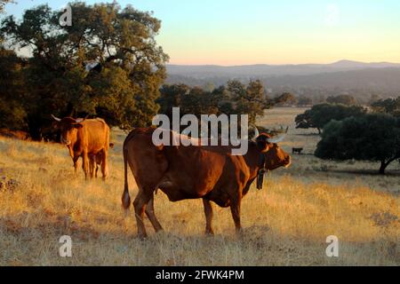 Vaches noires dans le pâturage de l'Estrémadure au coucher du soleil dedans été Banque D'Images