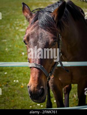 Beau cheval Banque D'Images