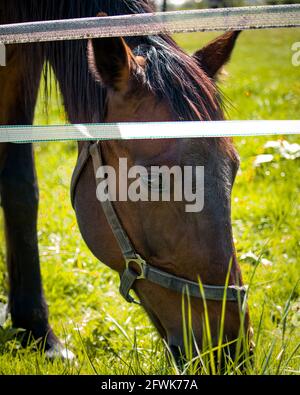 Le cheval mange de l'herbe fraîche Banque D'Images
