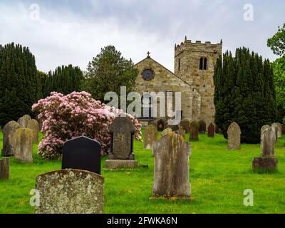 Aspect sud de l'église St Hilda Danby North Yorkshire, Royaume-Uni à Danby Dale construit sur un tertre pré-chrétien avec des arbres de Yew matures et de grands Azalea Banque D'Images