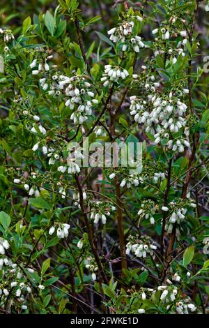 Les fleurs des bleuets du nord du Bush se sont fanées dans les montagnes Pocono en Pennsylvanie. Banque D'Images