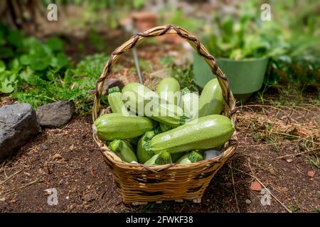 panier en osier rempli de courgettes fraîchement cueillies du sol Banque D'Images
