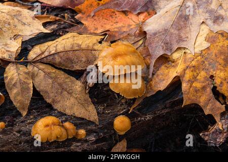 Tubaria bordé et feuilles mortes sur une bûche de bois dur en décomposition Dans les montagnes Pocono de Pennsylvanie Banque D'Images