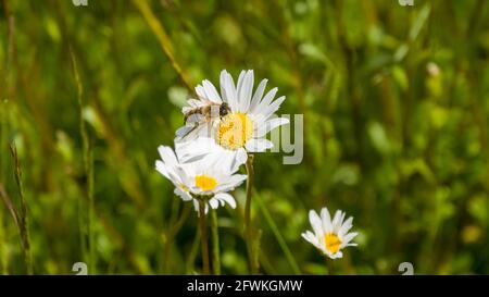 Gros plan d'une abeille sur une fleur de champ blanche Banque D'Images