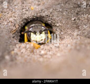 Chef d'UN Loup d'abeille femelle, Philanthus triangulum, quitte son Nest dans le Sand UK Banque D'Images