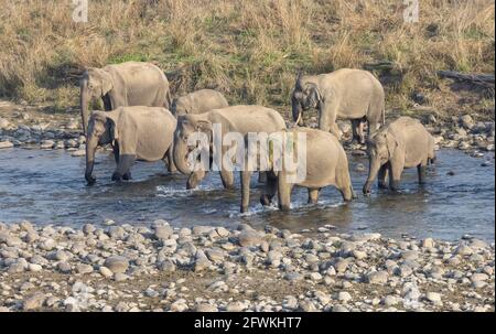 Troupeau d'éléphants indiens (Elepha maximus indicus) dans la forêt du parc national Jim corbett. Banque D'Images