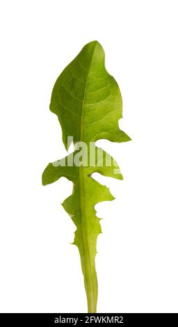 Feuille de pissenlit isolée sur fond blanc. Médecine à base de plantes. Banque D'Images