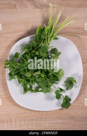 Vue de dessus de la tige de coriandre fraîche sur une assiette blanche carrée. Coriandrum sativum Banque D'Images