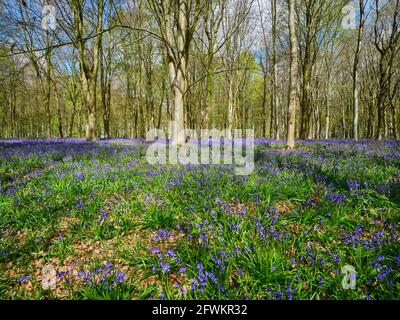 Un tapis de Bluebells (jacinthoides non-scripta) parmi les arbres couvrant un plancher de bois lors d'une journée de printemps ensoleillée en Angleterre, au Royaume-Uni Banque D'Images