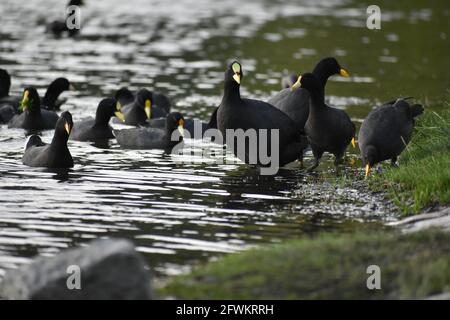 Groupe de différents types de cuisiniers : cuisiniers à gargout rouge (Fulica armillata), cuisiniers à froncé rouge (Fulica rufifrons) et cuisiniers à ailes blanches (Fulica leucoptera), Banque D'Images