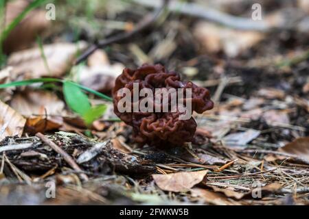 Les premiers champignons de printemps - Gyromitra esculenta. Banque D'Images