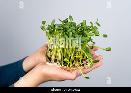 Tenez le micro-vert entre vos mains.Culture de graines de tournesol.Pousses germées.Nourriture végétalienne biologique.Vitamines utiles.Grandir à la maison.Bouquet de feuilles de tournesol.Développer le micro-vert.Tapis en lin. Banque D'Images