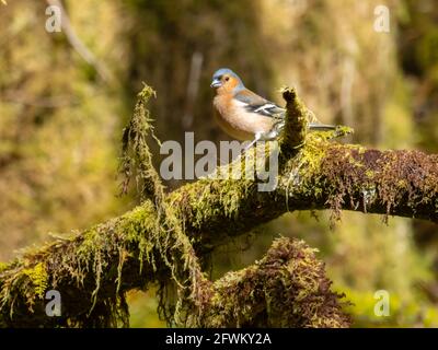 Un Chaffinch mâle commun ou simplement Chaffinch (Fringilla coelebs), perché sur une branche. Banque D'Images