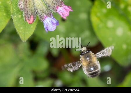 Pelzbiene, Gemeine Pelzbiene, Pelz-Biene, Frühlings-Pelzbiene, Frühlingspelzbiene, Flug, fliegend, Blütenbesuch an Lungenkraut, Anthophora plumipes, A Banque D'Images