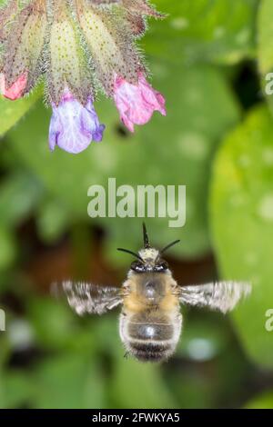 Pelzbiene, Gemeine Pelzbiene, Pelz-Biene, Frühlings-Pelzbiene, Frühlingspelzbiene, Flug, fliegend, Blütenbesuch an Lungenkraut, Anthophora plumipes, A Banque D'Images