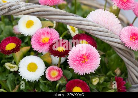 Kärnten, Tausendschön, Kulturgänseblümchen, Kultur-Gänseblümchen, Zuchtform, Maßliebchen, gefüllt, Bellis perennis, Bellis perennis hybrides, da Banque D'Images