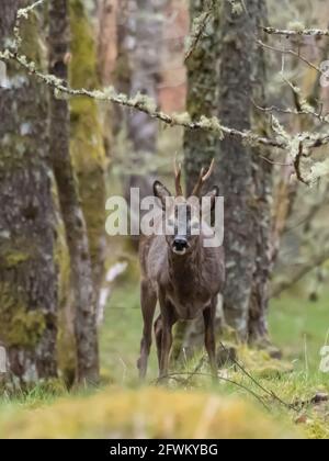 Un buck Roe Deer (Capranolus capranolus), également connu sous le nom de Roe, Western Roe Deer ou European Roe Roe. Banque D'Images