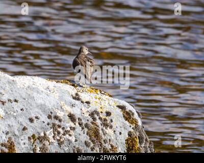 Un Sandpiper commun (Actitis hypoleucos) perché sur un rocher. Banque D'Images