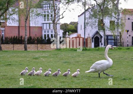 Mute Swan et sept Cygnets récemment éclos marchant dans une ligne, Barnes, Londres Banque D'Images