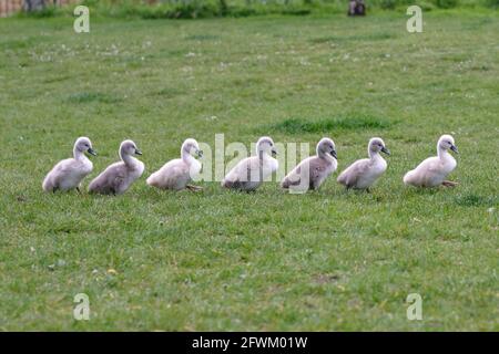 Mute Swan et sept Cygnets récemment éclos marchant dans une ligne, Barnes, Londres Banque D'Images