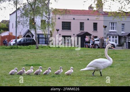 Mute Swan et sept Cygnets récemment éclos marchant dans une ligne, Barnes, Londres Banque D'Images