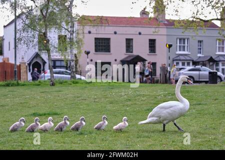 Mute Swan et sept Cygnets récemment éclos marchant dans une ligne, Barnes, Londres Banque D'Images