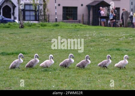 Mute Swan et sept Cygnets récemment éclos marchant dans une ligne, Barnes, Londres Banque D'Images