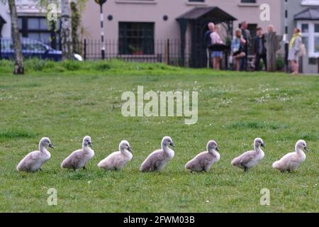 Mute Swan et sept Cygnets récemment éclos marchant dans une ligne, Barnes, Londres Banque D'Images