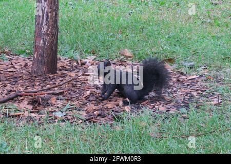 Les écureuils noirs sont un sous-groupe mélaniste d'écureuils à coloration noire sur leur fourrure. Le phénomène se produit avec plusieurs espèces d'écureuils Banque D'Images