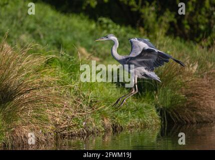 Un héron gris (Ardea cinerea) entrant dans la terre au-dessus de l'eau douce au soleil du soir. Rutland, Royaume-Uni Banque D'Images